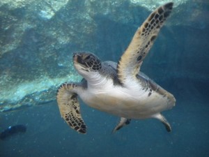 outer banks sea turtles