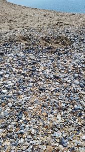 shells on shelly island